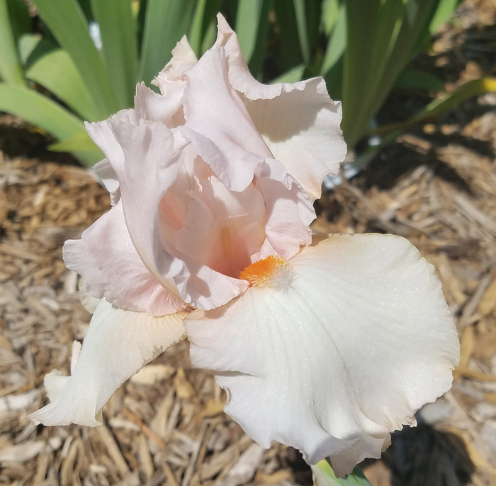 minnesota pinks